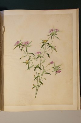 Lot 1 - Chinese Export School. An album of 25 fine large botanical studies in watercolour, circa 1830-40