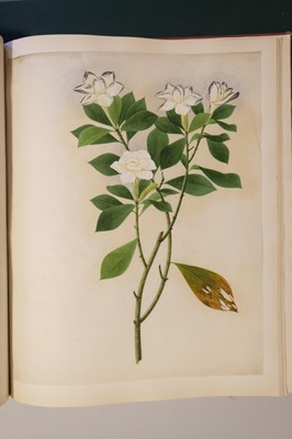 Lot 1 - Chinese Export School. An album of 25 fine large botanical studies in watercolour, circa 1830-40