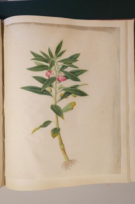 Lot 1 - Chinese Export School. An album of 25 fine large botanical studies in watercolour, circa 1830-40
