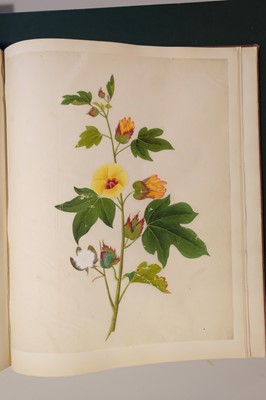 Lot 1 - Chinese Export School. An album of 25 fine large botanical studies in watercolour, circa 1830-40