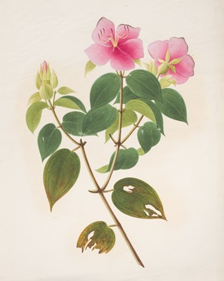 Lot 1 - Chinese Export School. An album of 25 fine large botanical studies in watercolour, circa 1830-40