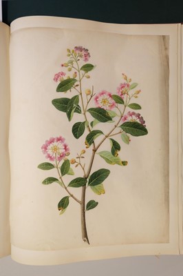 Lot 1 - Chinese Export School. An album of 25 fine large botanical studies in watercolour, circa 1830-40
