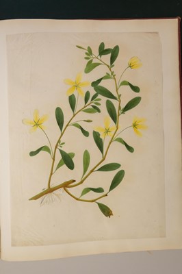 Lot 1 - Chinese Export School. An album of 25 fine large botanical studies in watercolour, circa 1830-40