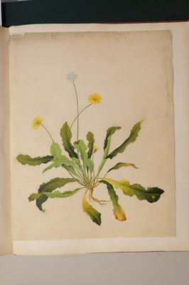 Lot 1 - Chinese Export School. An album of 25 fine large botanical studies in watercolour, circa 1830-40