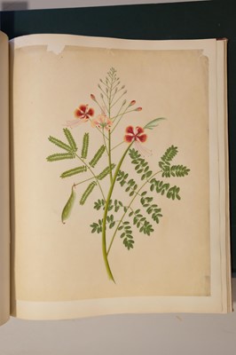 Lot 1 - Chinese Export School. An album of 25 fine large botanical studies in watercolour, circa 1830-40