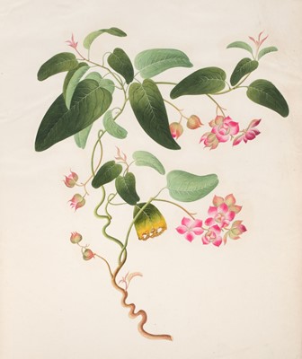 Lot 1 - Chinese Export School. An album of 25 fine large botanical studies in watercolour, circa 1830-40