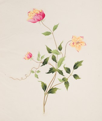 Lot 1 - Chinese Export School. An album of 25 fine large botanical studies in watercolour, circa 1830-40