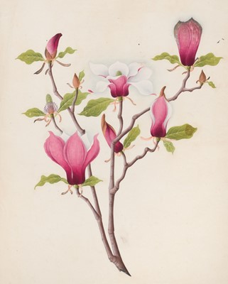 Lot 1 - Chinese Export School. An album of 25 fine large botanical studies in watercolour, circa 1830-40