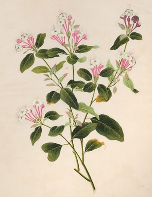 Lot 1 - Chinese Export School. An album of 25 fine large botanical studies in watercolour, circa 1830-40