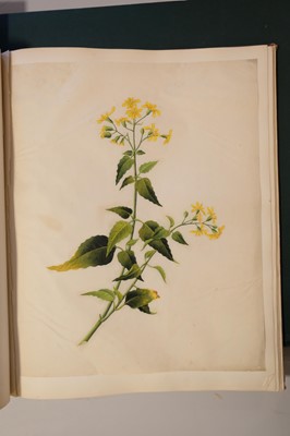 Lot 1 - Chinese Export School. An album of 25 fine large botanical studies in watercolour, circa 1830-40