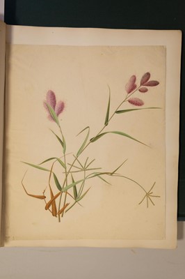 Lot 1 - Chinese Export School. An album of 25 fine large botanical studies in watercolour, circa 1830-40