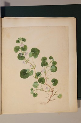 Lot 1 - Chinese Export School. An album of 25 fine large botanical studies in watercolour, circa 1830-40