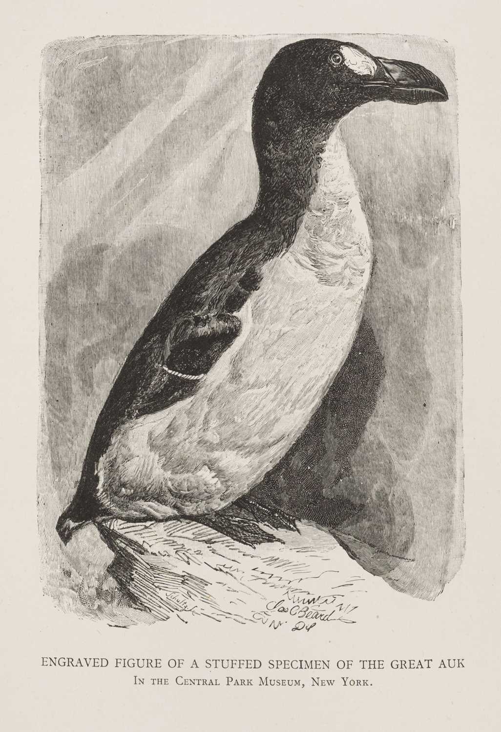 Lot 114 - Grieve (Symington). The Great Auk, or