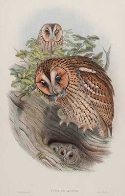 Lot 237 - Gould (John & H.C. Richter). Four prints of Owls, 1832 - 73
