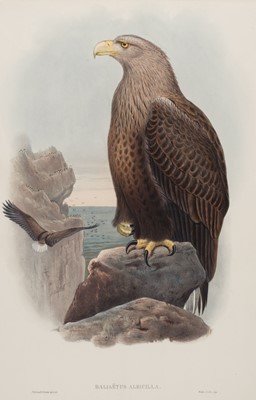 Lot 240 - Gould (John). Three lithographs of raptors, [1862 - 88]