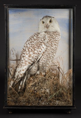 Lot 678 - Taxidermy. Snowy owl circa 1920-30