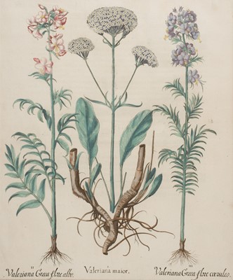 Lot 211 - Besler (Basilius). Aquileia Stellata Rubercens & Valeriana maior [1613 - 1713]