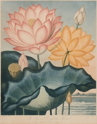 Lot 280 - Thornton (Robert John, 1768-1837). The Sacred Egyptian Bean, 1804