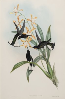 Lot 236 - Gould (John & H.C. Richter). Florisuga Ater, [1849 - 61]