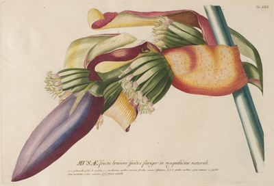 Lot 227 - Ehret (Georg Dionysius). Musae fructa breviore spadix floriger..., circa 1760