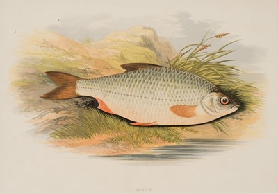 Lot 256 - Natural History. A collection of approximately 135 prints, late 19th & early 20th century