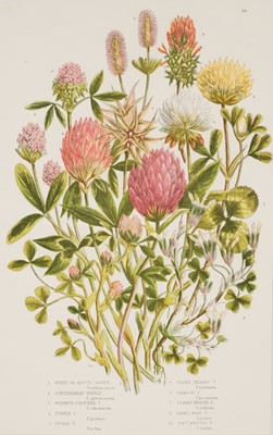 Lot 215 - Botany. A collection of 100 prints, 19th century