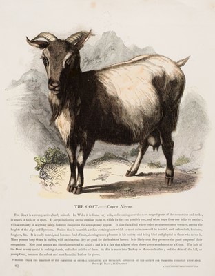 Lot 257 - Natural History. A collection of approximately 650 prints, mostly 19th-century