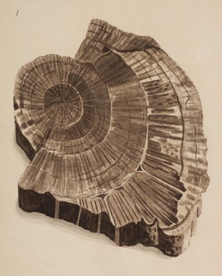 Lot 77 - Martin (William).. Figures and Descriptions of the Petrifactions collected in Derbyshire, 1793