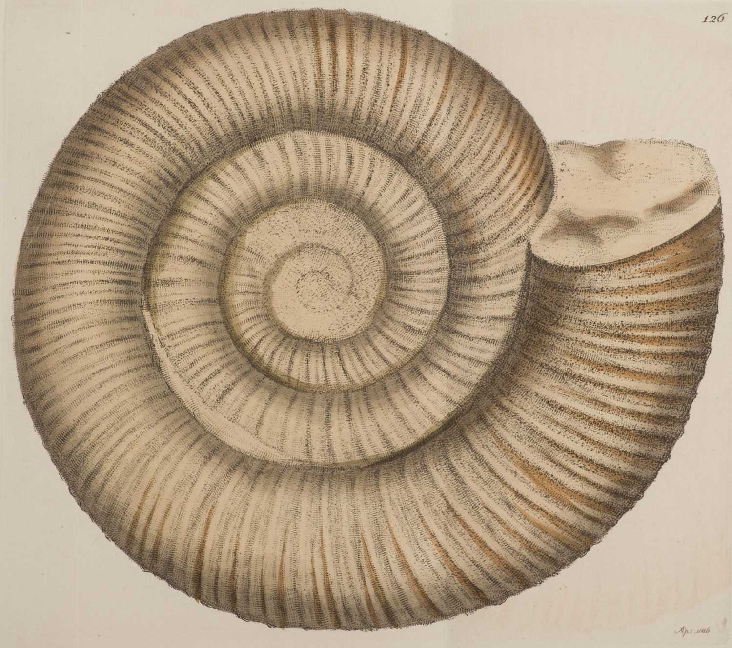Lot 81 - Sowerby (James). The Mineral Conchology of Great Britain, 6 volumes, 1812-29