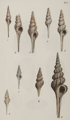 Lot 81 - Sowerby (James). The Mineral Conchology of Great Britain, 6 volumes, 1812-29