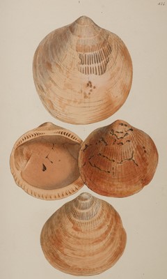 Lot 81 - Sowerby (James). The Mineral Conchology of Great Britain, 6 volumes, 1812-29