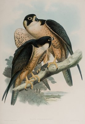 Lot 239 - Gould (John). Five lithographs of Birds [1850 - 83]