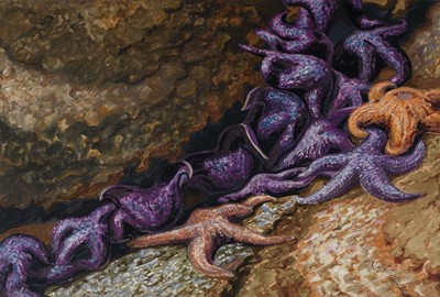 Lot 248 - Stephenson (Thomas, Alan, 1898-1961). Starfish on South Coast of Brandon Island, Vancouver