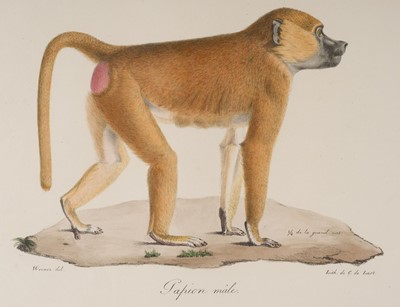Lot 258 - Natural History. A collection of approximately 85 prints, 18th - 20th century