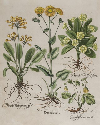 Lot 129 - Besler (Basilius). Doronicum..., [1613-1713]