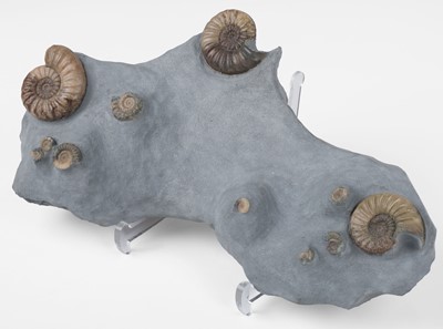 Lot 660 - Fossil. Ammonite Plate. A multiple ammonite plate, Jurassic Period, Lyme Regis, Dorset