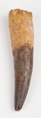 Lot 659 - Fossil. A fully rooted Spinosaurus tooth
