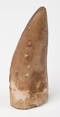 Lot 663 - Fossil. Tyrannosaurus Tooth. A large and impressive tooth from the T-rex of North Africa