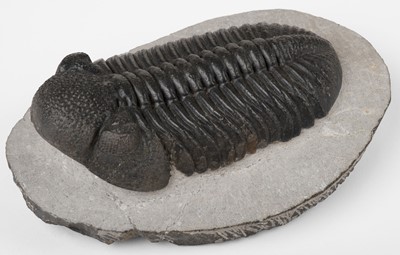 Lot 662 - Fossil. Drotops Megalomanicus. One of the larger trilobites from the Devonian Period, Morocco