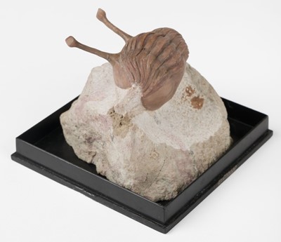 Lot 661 - Fossil. Asaphus Kovalewski. A trilobite Asaphus kovalewski, St. Petersburg Region, Russia