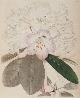 Lot 53 - Loddiges (Conrad, & Sons). The Botanical Cabinet, 20 vols., 1817-1833