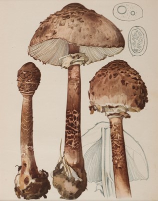 Lot 141 - Funghi. A Collection of approximately 120 prints, late 19th & early 20th century