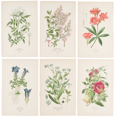 Lot 187 - Step (Edward & Watson, William). Favourite Flowers of Garden and Greenhouse, 13 parts, [1896-97]