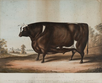 Lot 165 - Moody (C. printer). The Thorney Prize Ox, circa 1860