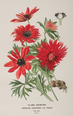 Lot 195 - Step (Edward). A collection of approximately 80 prints, circa 1897