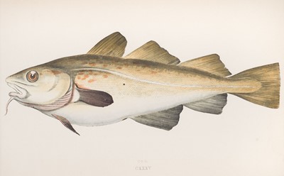 Lot 169 - Fish. Couch (Jonathan). A collection of approximately 80 prints, 1862-65