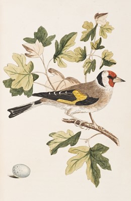 Lot 40 - Cotton (John). The Song Birds of Great Britain, 1st edition, 2nd issue, 1836