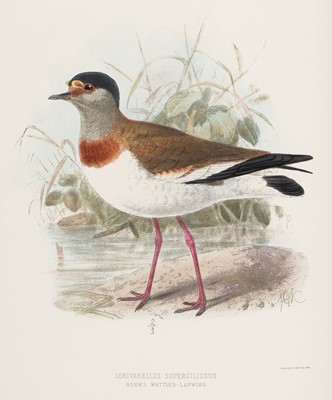 Lot 64 - Seebohm (Henry). The Geographical Distribution of the Family Charadriidae,, 2nd issue, 1887-88