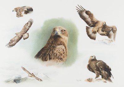 Lot 67 - Woolf (Colin). Studies of a Golden Eagle, 2003