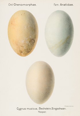 Lot 48 - Krause (Georg). Oologia Universalis Palaearctica, 3 volumes, 1906-13